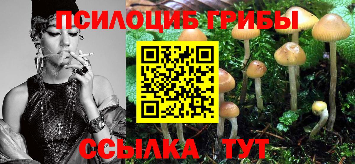 Псилоцибиновые грибы Psilocybe Будённовск